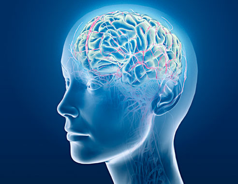 brain-الدماغ-العقل