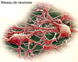 Réseaux neurones